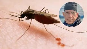 Alerta en Buenos Aires tras la muerte de un turista estadounidense por Malaria