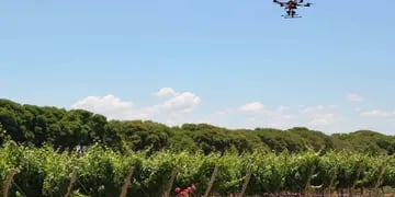  En 12 minutos puede recorrer cuatro hectáreas de viñedos.