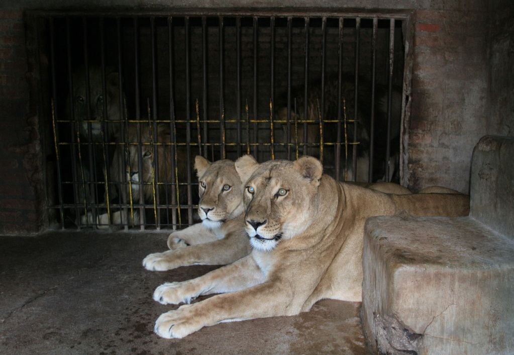 La historia del mendocino al que un león le mutiló el brazo de niño y, 20 años después, fue condenado por abuso. Foto: Claudio Gutierrez / Los Andes.