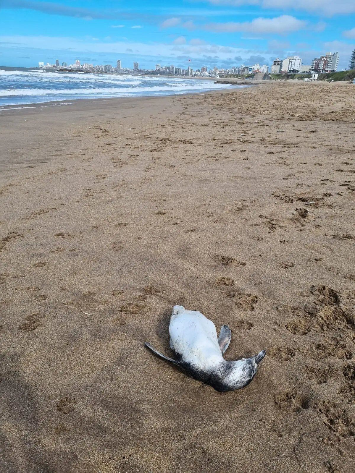 Preocupación en Mar del Plata: encontraron al menos 40 pingüinos muertos en la playa