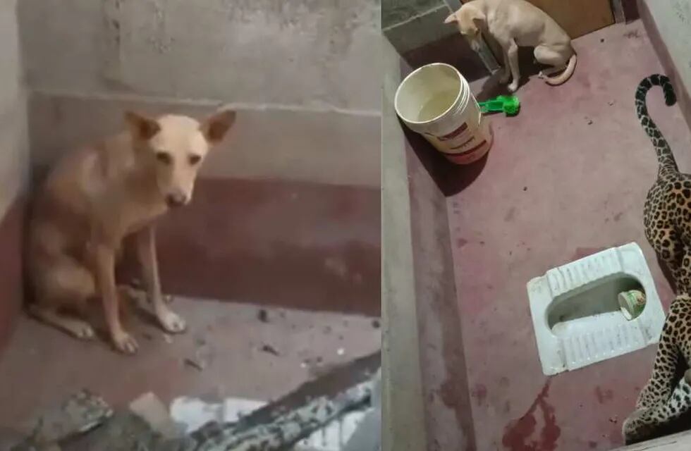 Dos animales de diferentes características terminaron encerrados en un baño luego de protagonizar una persecución en la India. / Gentileza