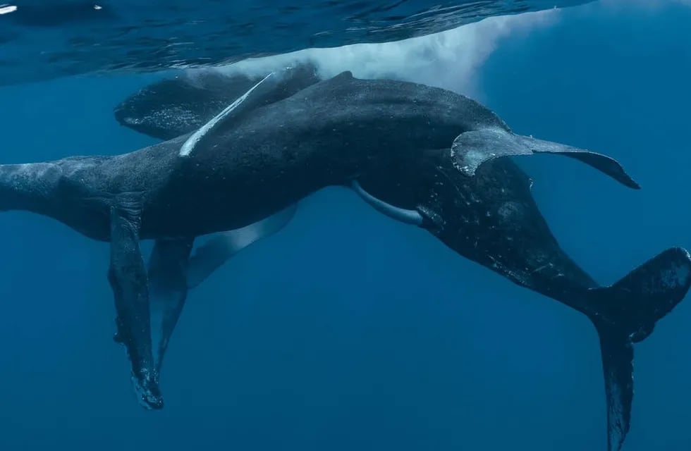 Acto sexual entre ballenas jorobadas macho. (Foto: Lyle Krannichfeld y Brandi Romano)