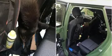 Un oso murió sofocado al quedarse encerrado dentro de un vehículo con una temperatura de 60 grados