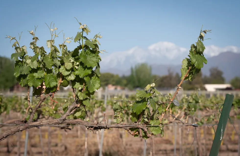 Nueva temporada vitivinícola. Foto: Ignacio Blanco / Los Andes