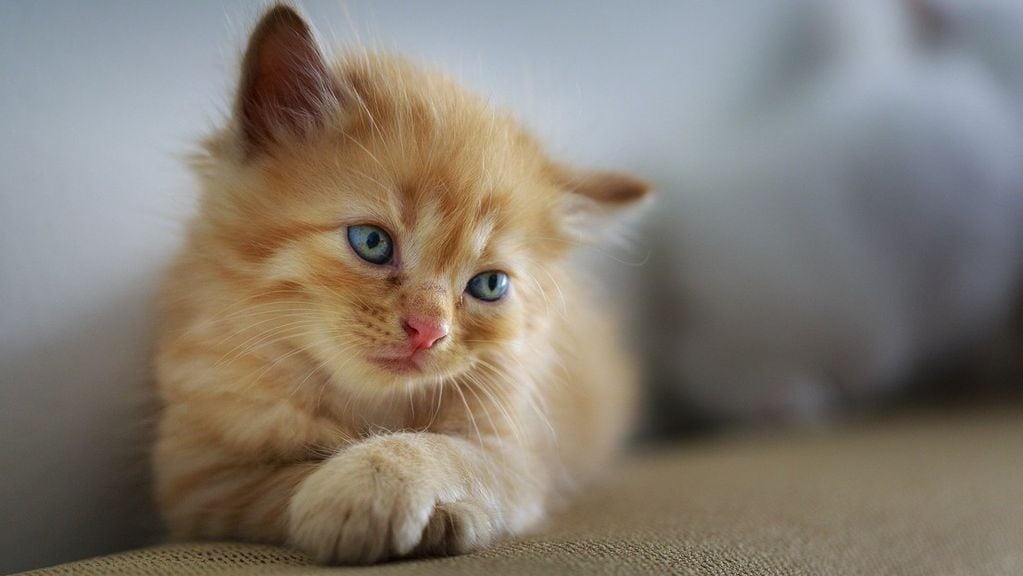 Un instituto científico polaco clasificó a los gatos domésticos como una “especie exótica invasora”.