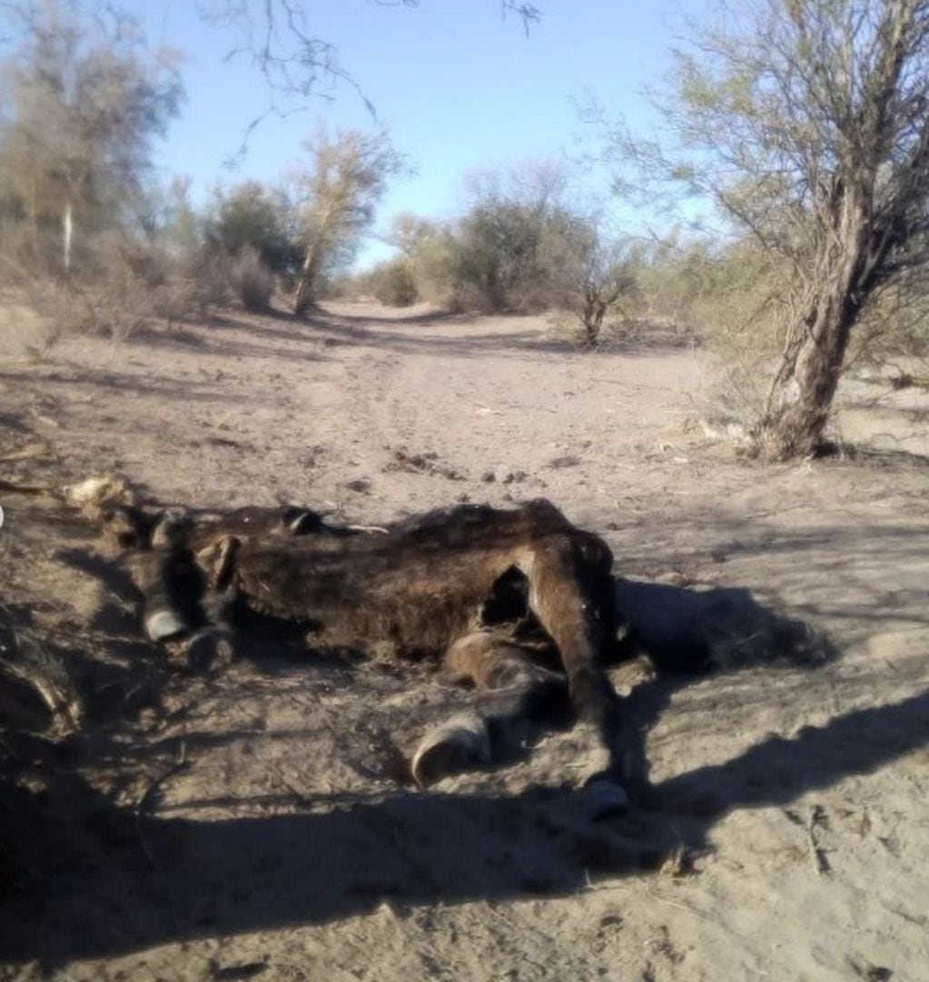 La sequía en Lavalle está causando mortandad de animales