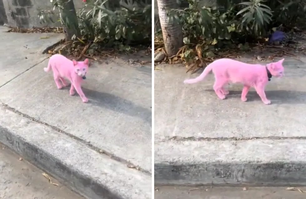 Pintaron a un gato de rosa y el video se hizo viral.