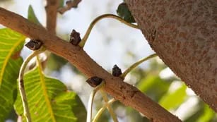 Argentina comenzó a hablar de pistachos a partir de 1980, cuando en San Juan se germinaron de manera experimental semillas traídas de Irán. 