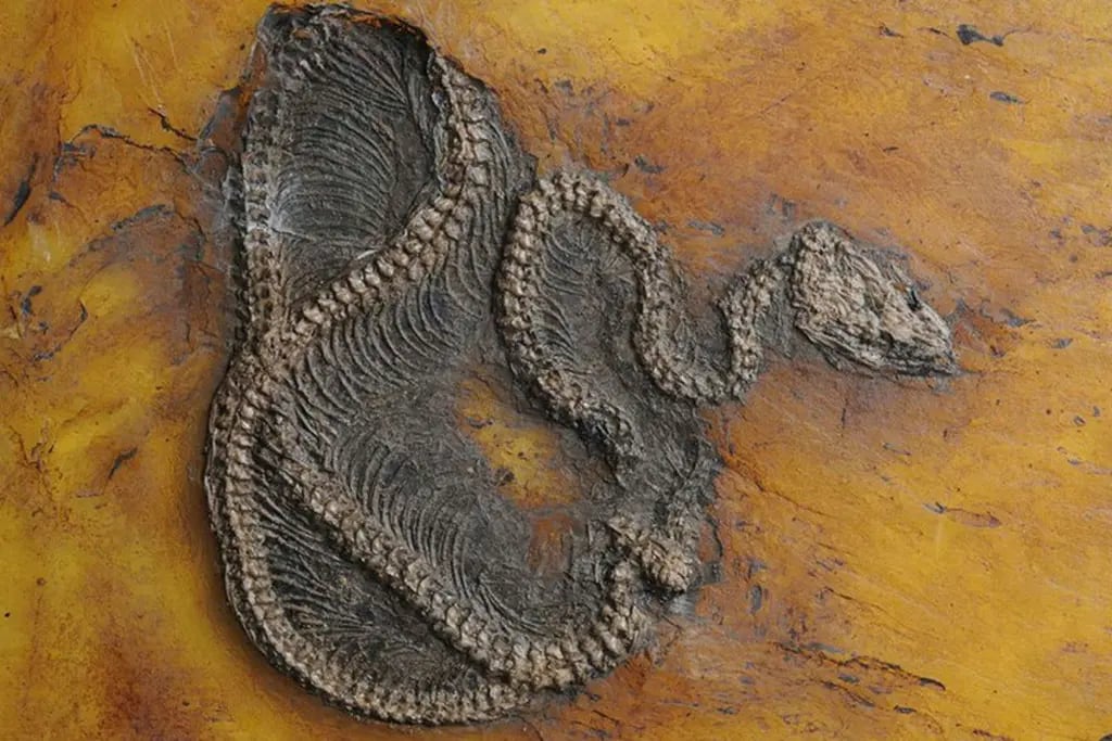 Fósil de la Pitón mas antigua del mundo