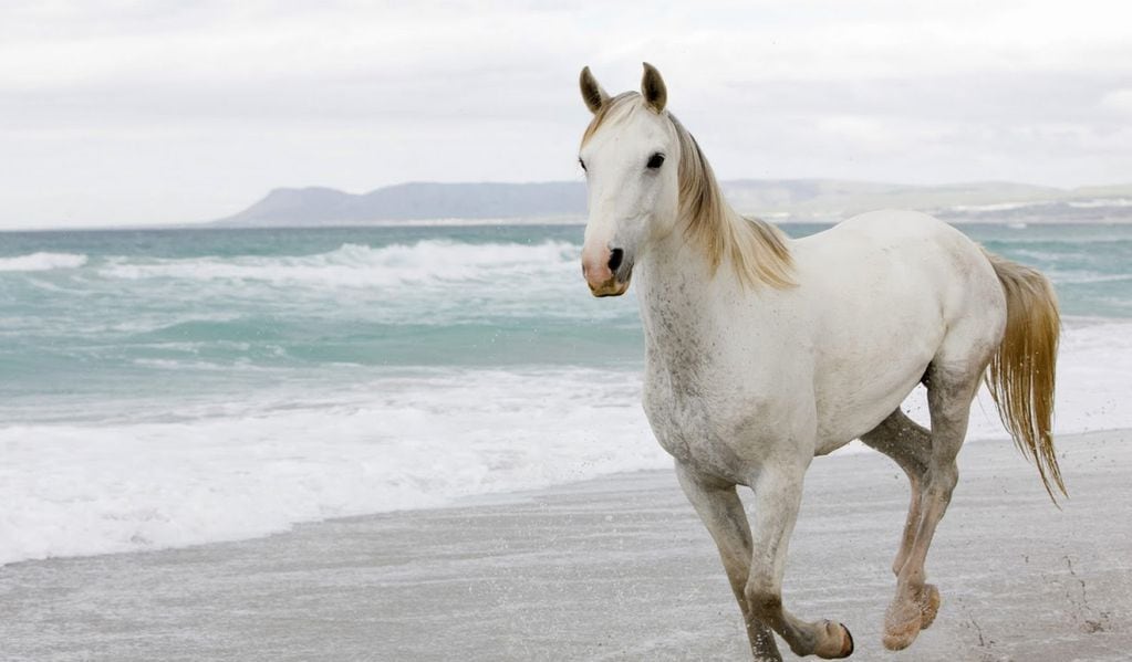 ¿Qué significa soñar con un caballo blanco? - 