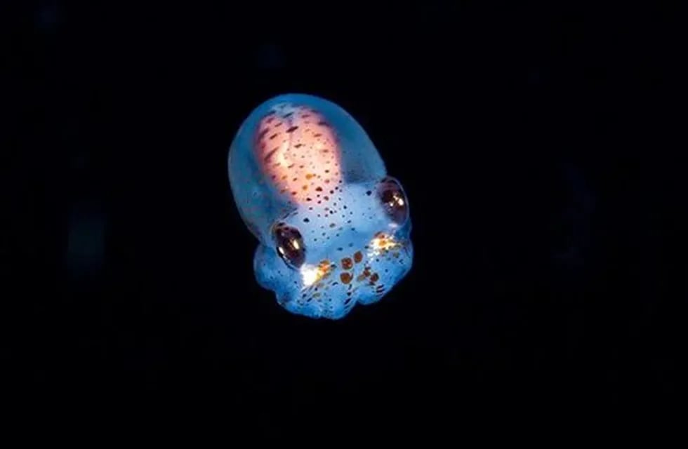 La NASA lanzó 128 calamares bebés que brillan en la oscuridad. Foto: Gentileza