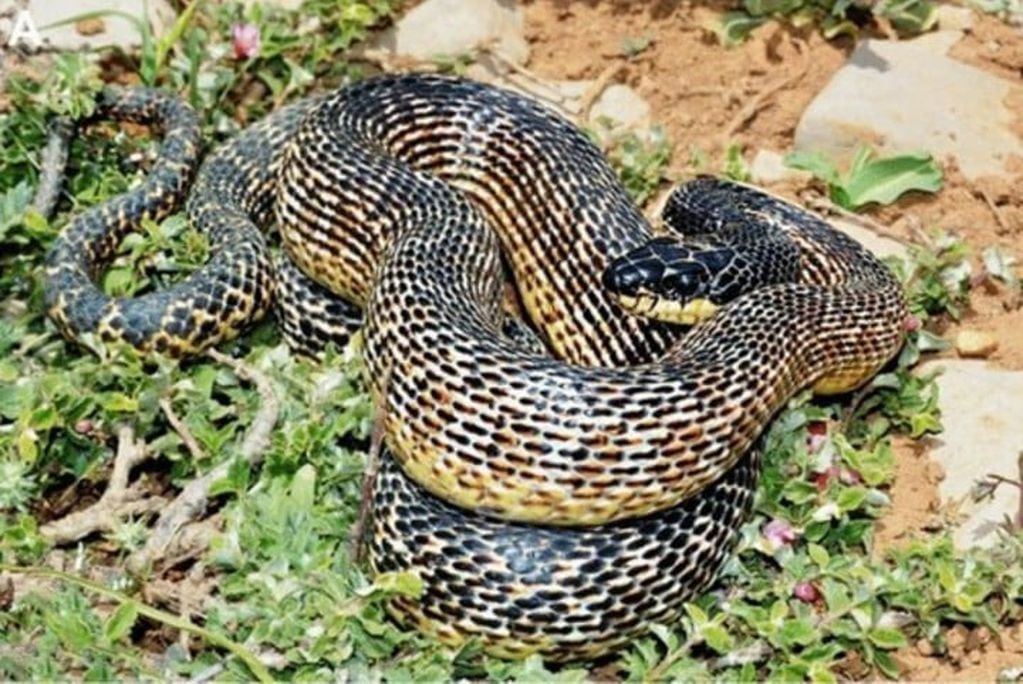 Estas serpientes son "carismáticas e inofensivas". Foto: Clarín.
