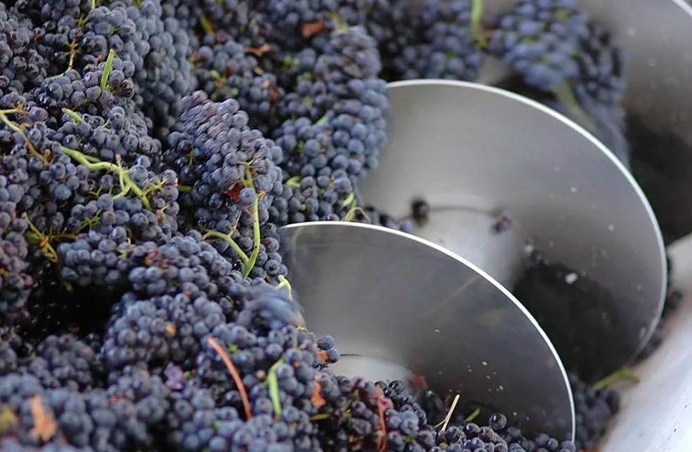 La industria del vino tiene presenta distintos productos como mostos, vinos fraccionados y graneles.