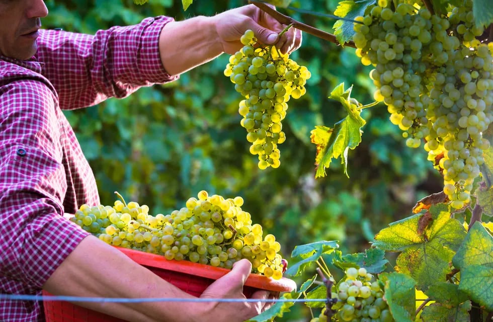 Por su singularidad y plasticidad, la variedad Torrontés Riojano ofrece vinos de calidad, de acidez moderada y muy aromáticos, con notas frutales si la cosecha es temprana y más florales en las tardías.