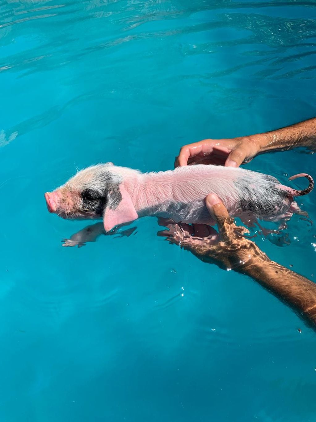 Angelita, la chancha rescatada que se salvó con acuaterapia en una piscina  (Gentileza)