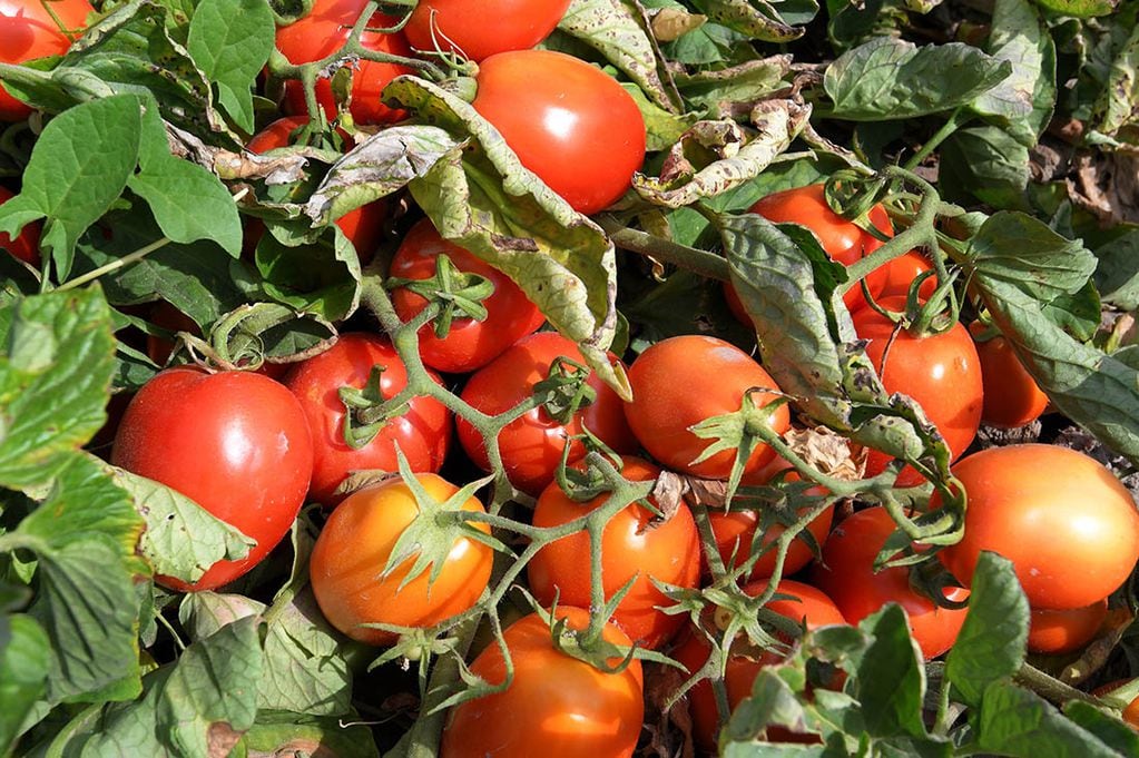 El tomate fue una de las hortalizas con menor superficie en esta temporada. Foto Orlando Pelichotti / Los Andes