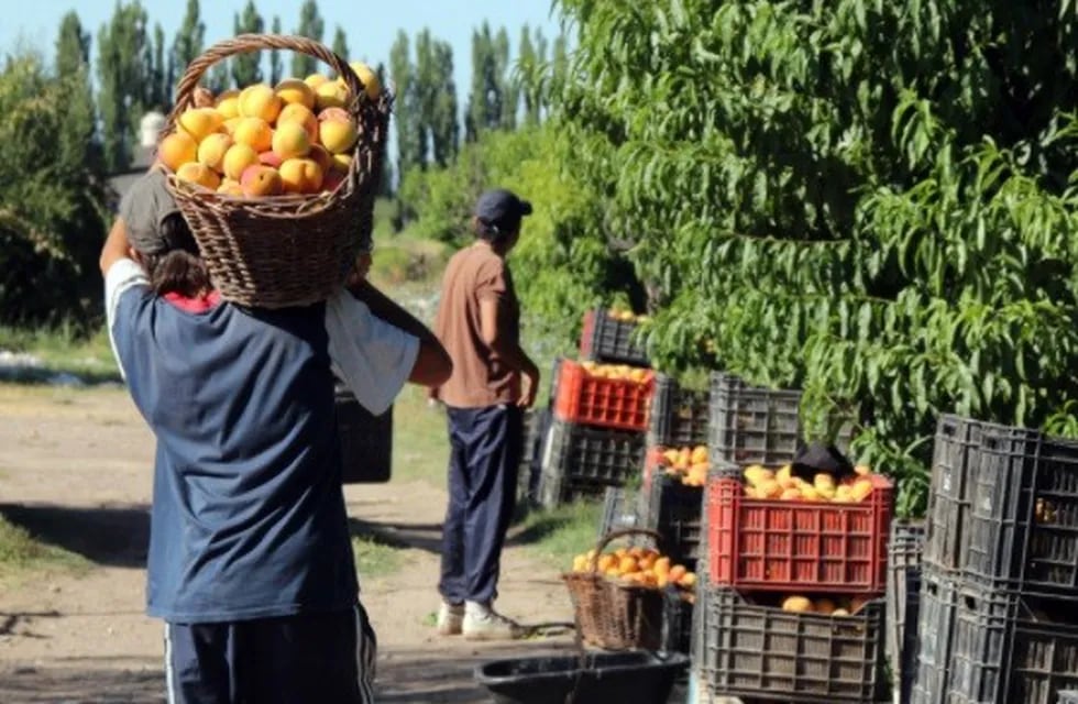 Es difícil la situación que atraviesa la producción local de fruta de carozo, principalmente el damasco.