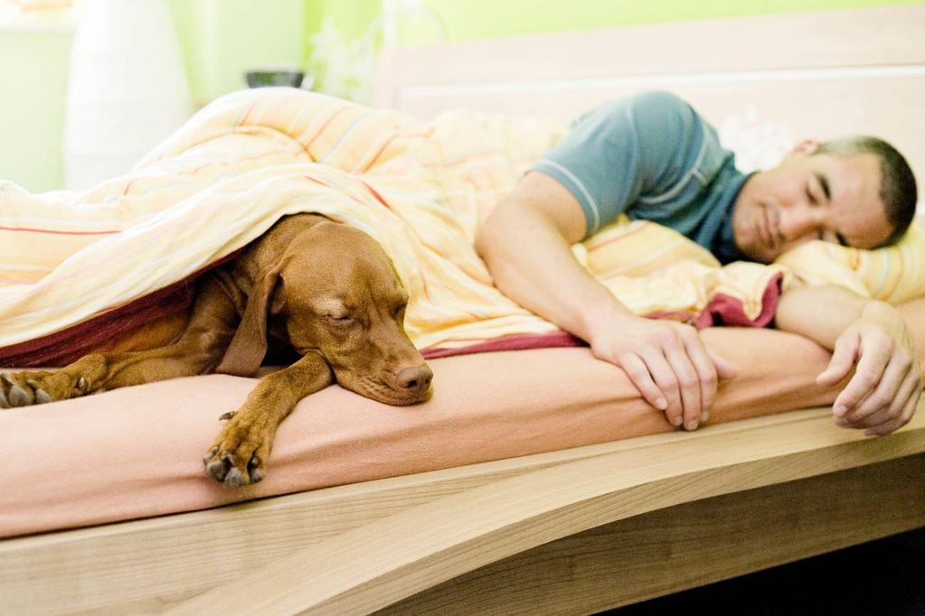 Si se permite a la mascota de pequeña dormir en la cama, será muy difícil que pierda esa costumbre como animal adulto. (Monique Wüstenhagen/DPA)