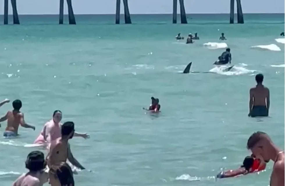 Un tiburón sorprendió una playa de Florida al nadar cerca de la orilla