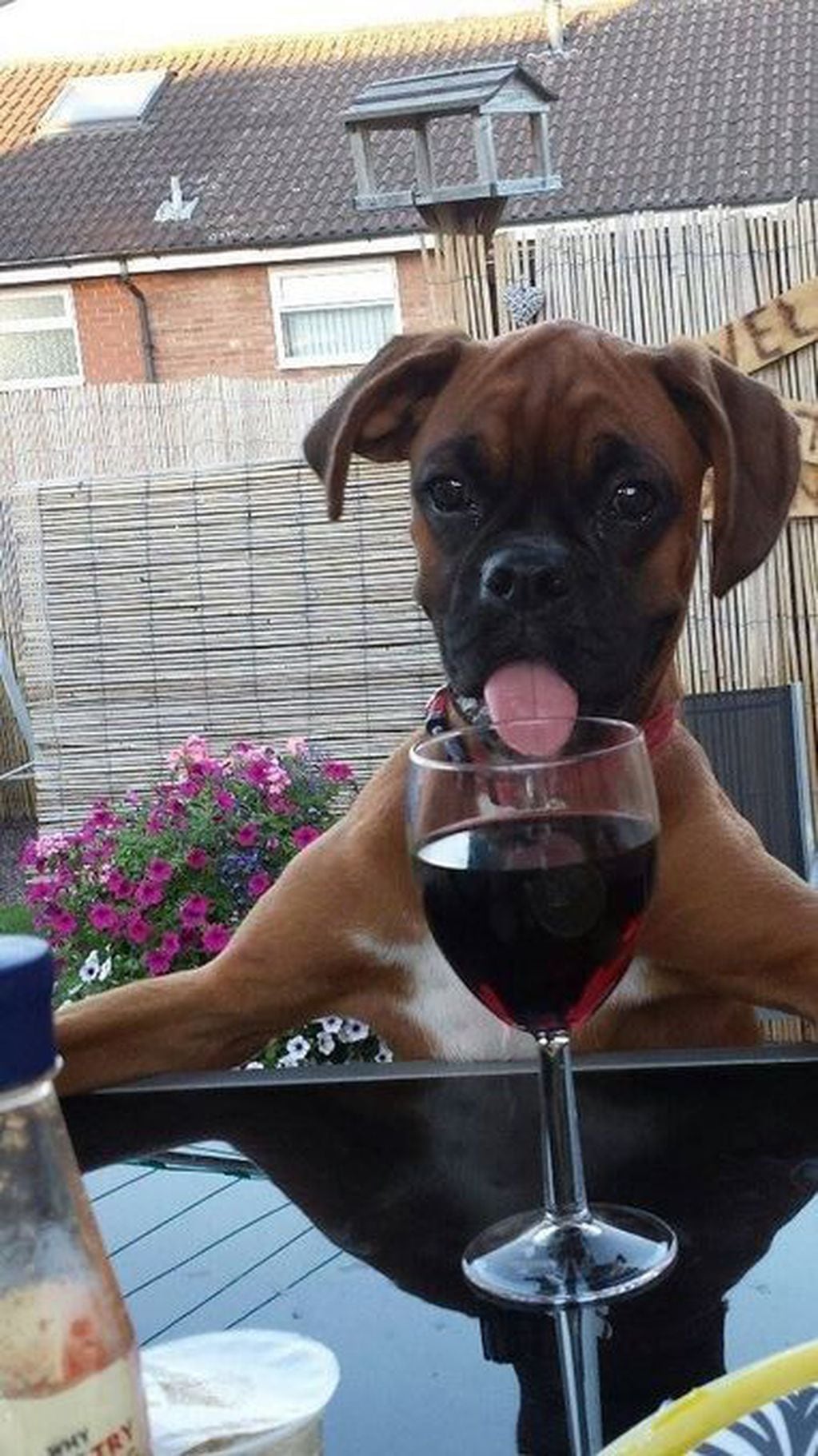 Un perrito murió por alcoholismo en Inglaterra: qué riesgos tiene el alcohol en las mascotas y por qué no hay que darles. Foto: Pinterest