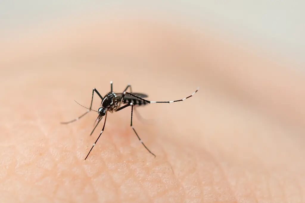  El dengue no da tregua y sigue avanzando en el país. 