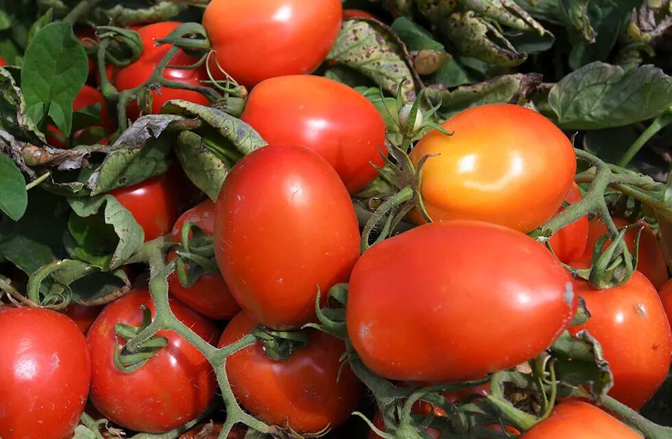 La producción comercial del tomate puede ser a campo o en invernadero. Foto Orlando Pelichotti / Los Andes