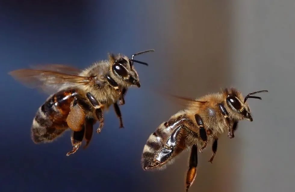 Un estudio pudo registras hábitos nunca antes vistos de las abejas.