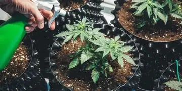 Un joven se dedicaba a plantar cannabis.