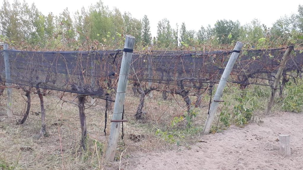 Marcelo Aguado decidió que dejará secar los viñedos y no cosechará más la uva. - Gentileza