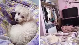 Escalofriante video: grabó a su perrita en la cama y captó la cabeza de un fantasma