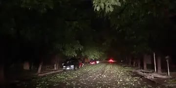 Árboles caidos y cortes de luz afectaron a vecinos de diferentes puntos de la provincia  