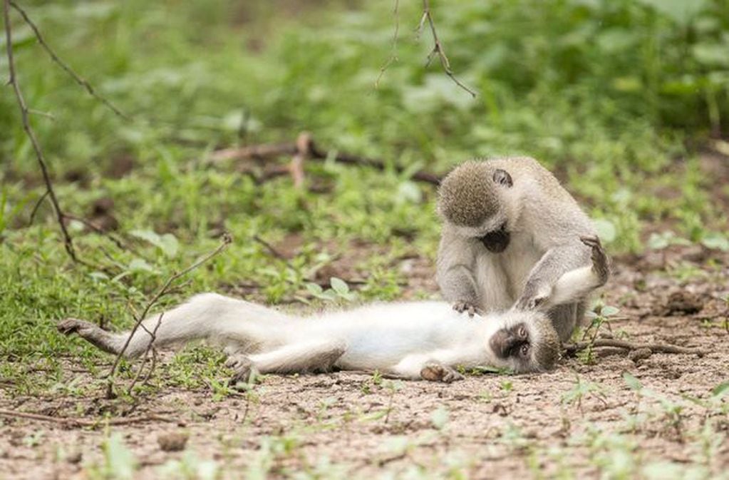 Uno de los monos parece correr en auxilio de su compañero. Imagen: William Steel / Solent News.