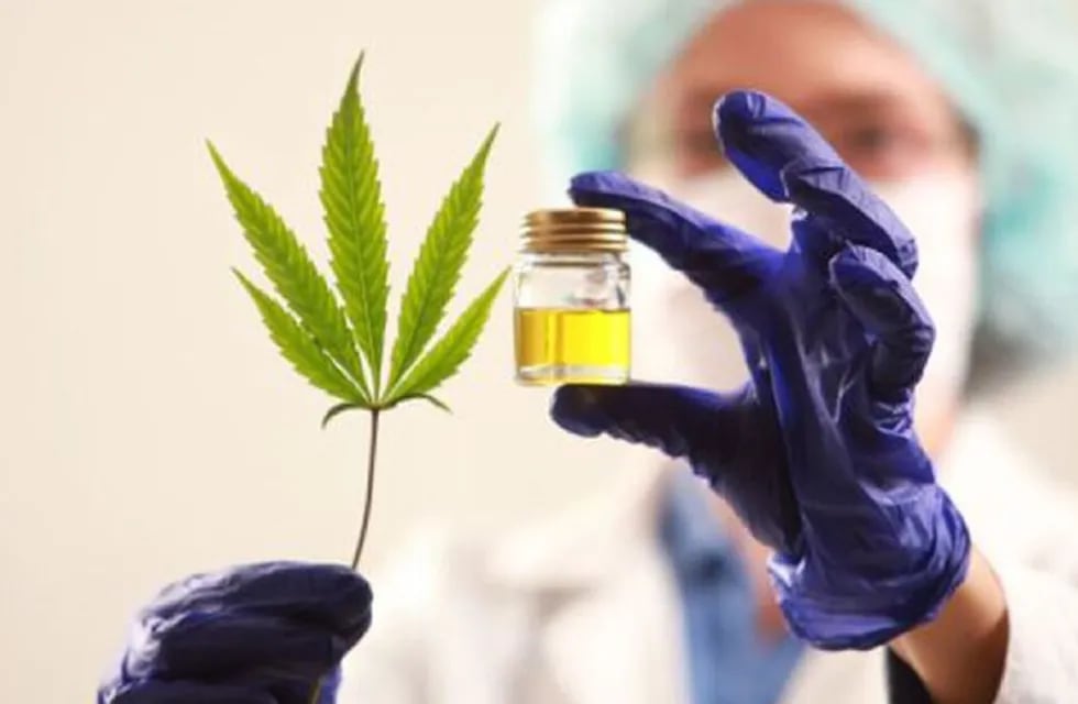 La Provincia regulará el cultivo de cannabis para uso medicinal.