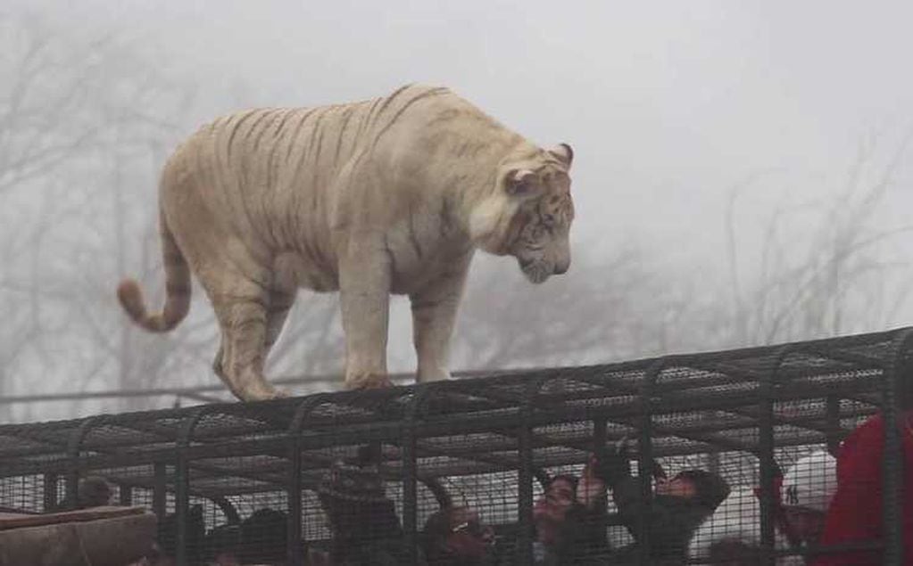 Una mujer murió tras ser atacada por un tigre en el Parque Safari de Rancagua, localidad de Chile - 