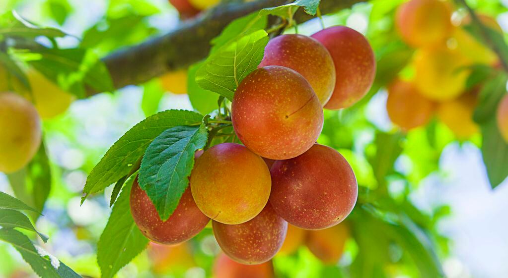 Si el duraznero está muy cargado de fruta, podés hacer un “raleo” eliminando los frutos más débiles y con menor insolación.