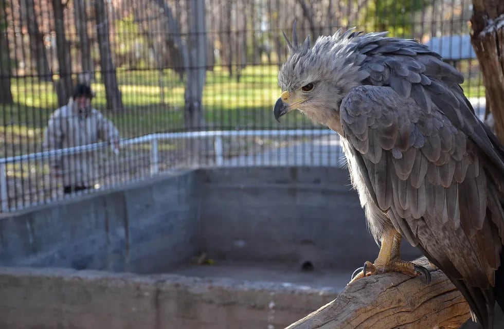 Tras 10 años de cautiverio, el águila coronada de San Rafael recuperó su libertad
