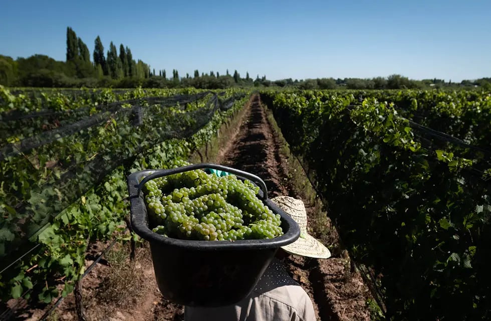 La superficie cultivada con vid descendió poco más del 4% en Mendoza. Foto: Ignacio Blanco / Los Andes
