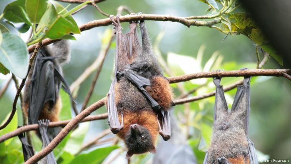 Una especie de murciélagos protegida complicó la vida de cientos de personas en Australia. Tim Pearson