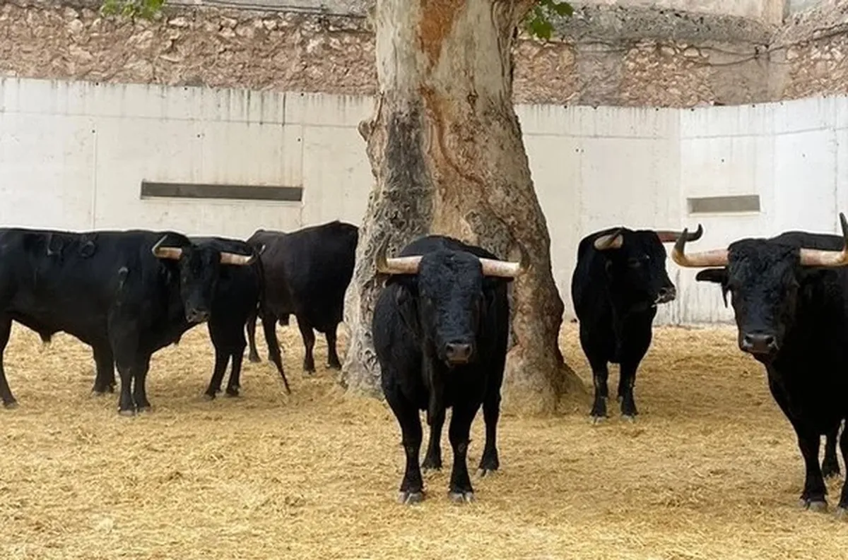 Un hombre murió en una corrida de toros en España.