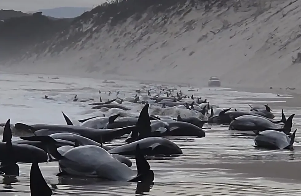 Las ballenas piloto varadas en la costa de Tasmania. Foto: Web