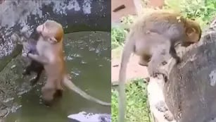 Mono salva a gato de pozo de agua