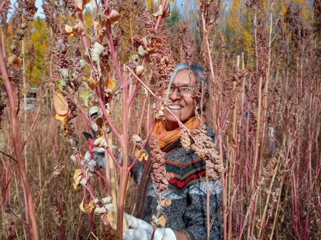 Uspallata ha sido zona tradicional de cultivo de quinoa por parte de poblaciones originarias 