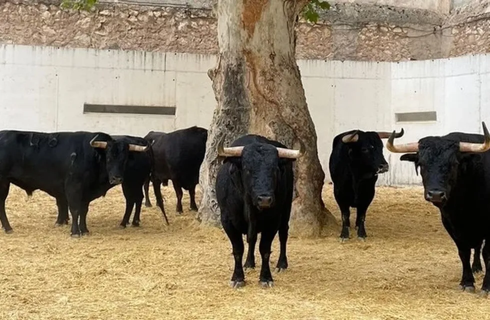 Un hombre murió en una corrida de toros en España.