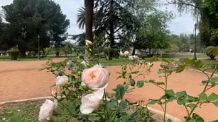 Rosales gratis: en el Parque San Martín entregarán más de 5 mil tallos para ser plantados