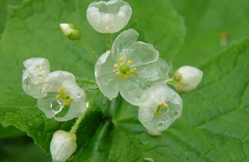 Las extrañas flores cristal que se  vuelven transparentes cuando llueve
