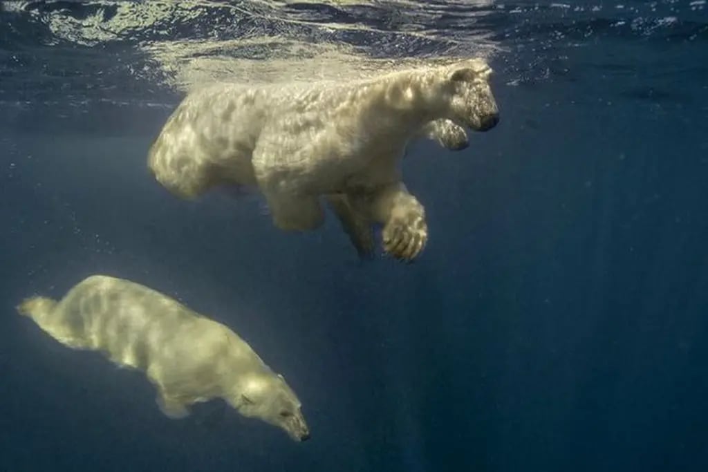 Amos Nachoum, el fotógrafo que nadó con osos polares