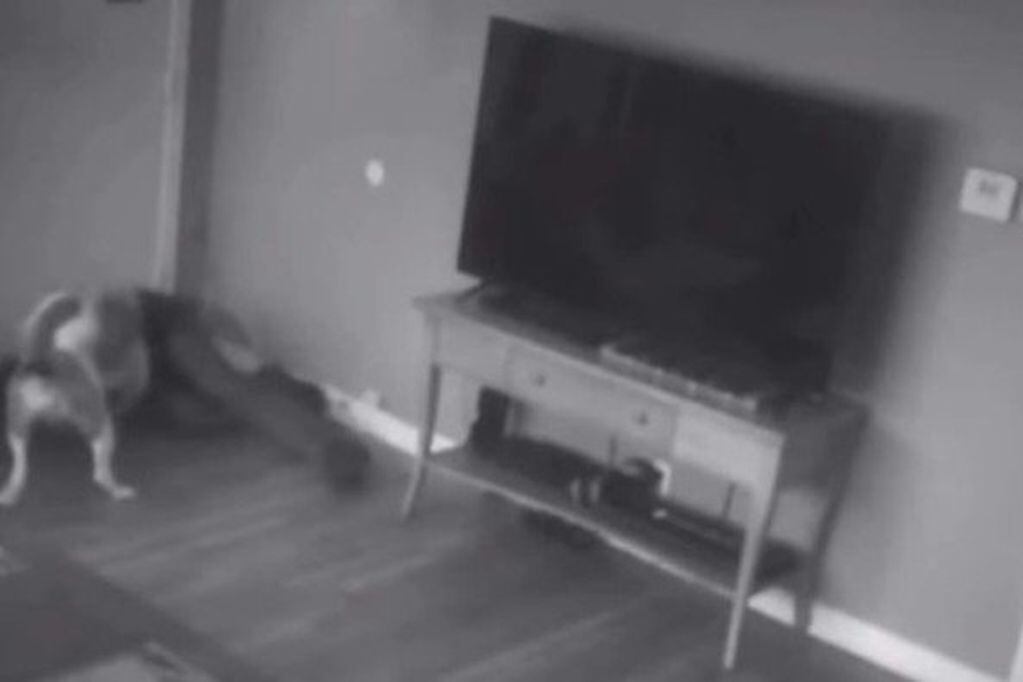 Las cámaras de seguridad lograron detectar el momento en el que un pitbull salvó a su dueña de un posible ladrón.