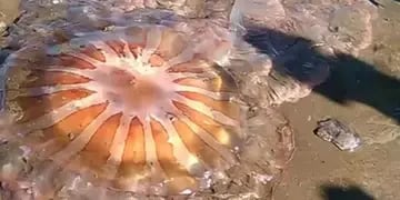 Marplatenses y turistas se vieron sorprendidos este sábado por la visita inesperada de esta clase de medusas en las playas del sur.