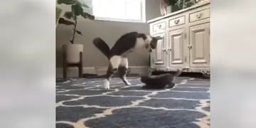 gato sin patas delanteras