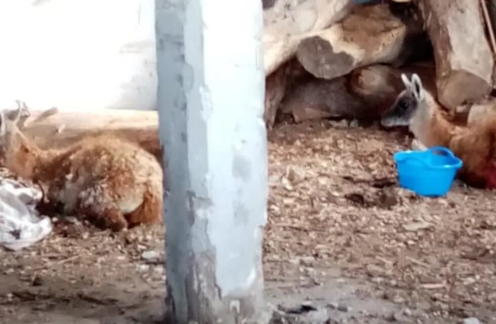 Un guanaco fue atacado por un grupo de perros en el Cordón del Plata, lo curaron y regresó a su hábitat. Foto: Gentileza Fundación Cullunche